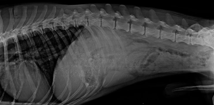 Interpretation von Röntgenbildern beim Kleintier